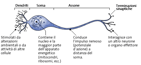 Struttura di un neurone